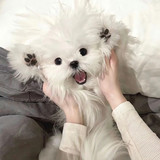 摸摸摸鱼
