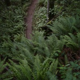 BotanyPlants639393