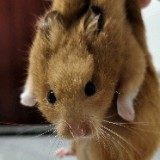河南国测信息技术有限公司 测试工程师，python工程师