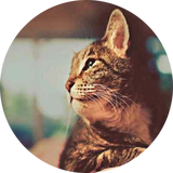 北京宸瑞科技股份有限公司 Web开发工程师