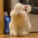 女版徐朵拉（见过汪苏泷版）