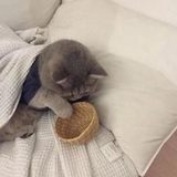 几颗黑橙子