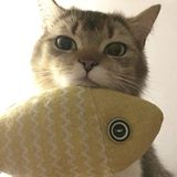 情水