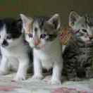 成都昆朋新能科技有限公司 技术负责人