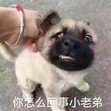 北京倒映有声科技 前端开发工程师