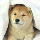 杭州物点网络科技有线公司Web前端工程师