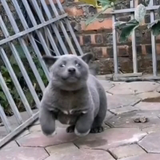 安徽阿瑞特汽车电子科技有限公司 全栈开发