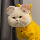 所见即所得