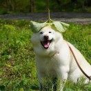 微笑的代码狗