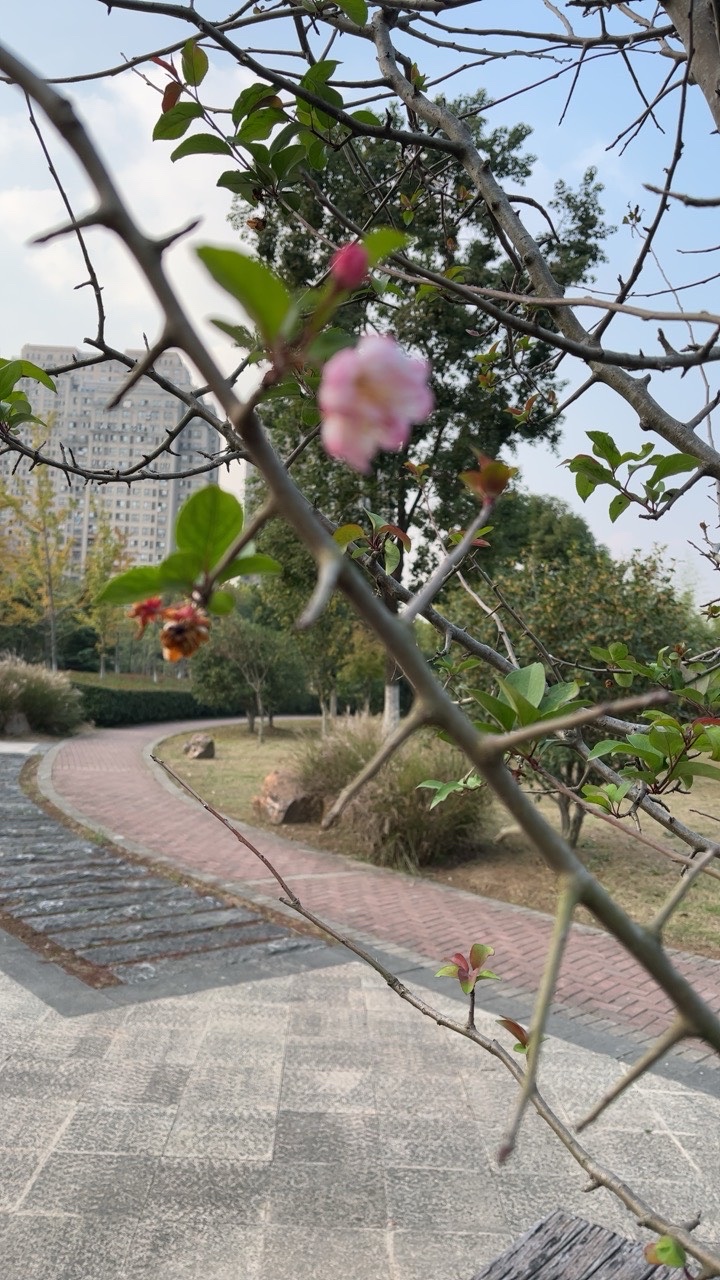 链接图片