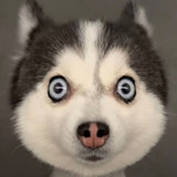 数智web前端