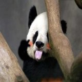 吐舌头的熊猫