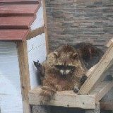 web_dev