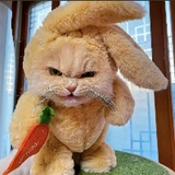 海尔集团 高级后端工程师